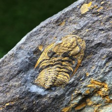 Eccaparadoxides pusillus